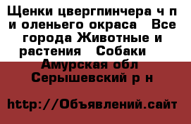 Щенки цвергпинчера ч/п и оленьего окраса - Все города Животные и растения » Собаки   . Амурская обл.,Серышевский р-н